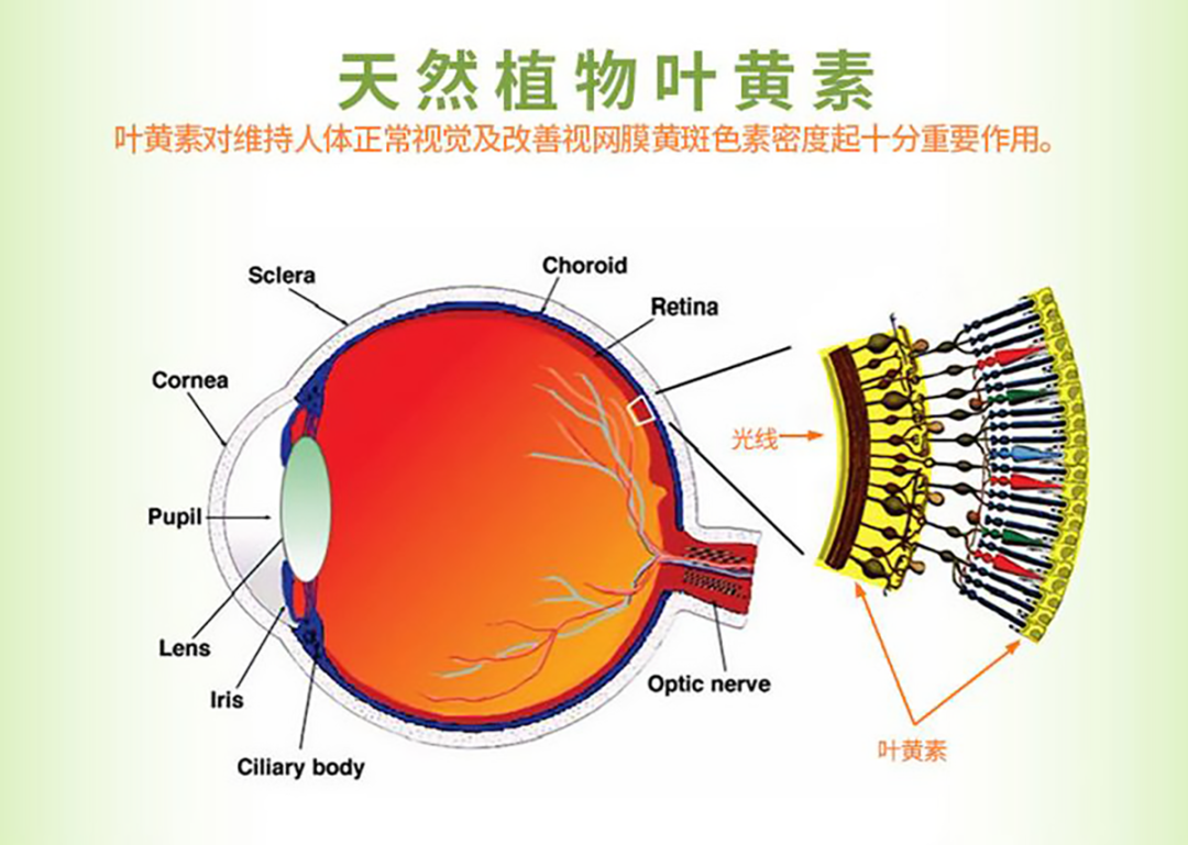 萬壽菊葉黃素對改善視覺的重要性