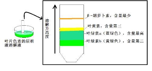 萬壽菊葉黃素提取